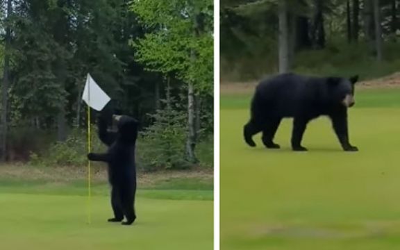 Nesvakidašnje: Ovaj medved voli da igra golf! VIDEO