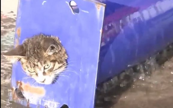 Neverovatna akcija: Pogledajte kako su vatrogasci spasili mačku zaglavljenu u cevi! VIDEO