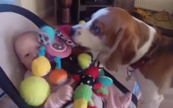 Pas je naljutio bebu i u znak izvinjenja uradio OVO! VIDEO 