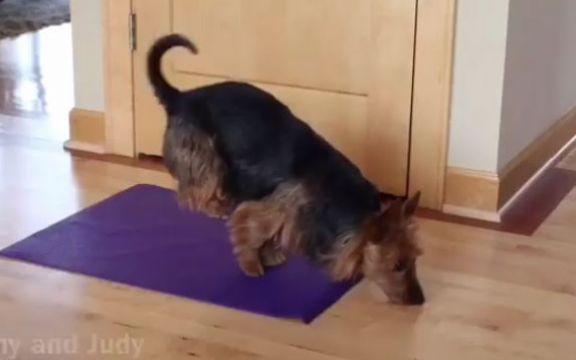 ČUDO NEVIĐENO: Pogledajte kako ovaj pas radi jogu! VIDEO