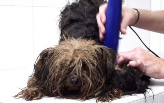 Pas je imao tužnu sudbinu, a onda je doživeo potpunu transformaciju! VIDEO