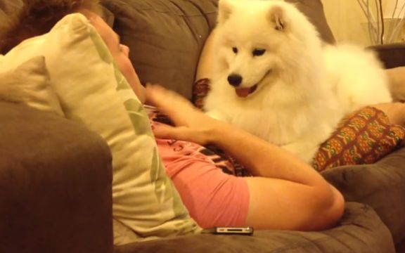 Preslatko: Ovaj pas umiljavanjem zna da će dobiti sve što želi! VIDEO