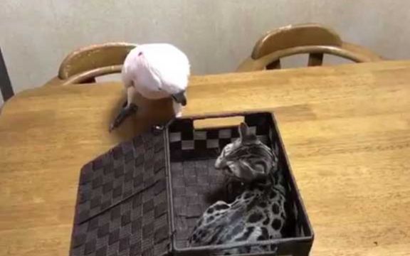 Hit na internetu: Ovako se papagaj rešio bezobrazne mačke! VIDEO