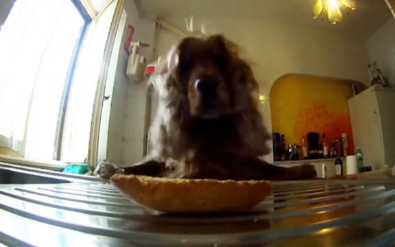 Slatki mali kradljivac: Želja za kolačićem veća je od svega! VIDEO