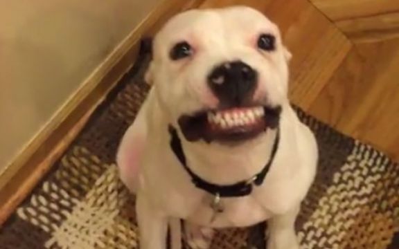 Pravi šmeker: Ovaj pas obožava da se SMEJE na slikama! VIDEO