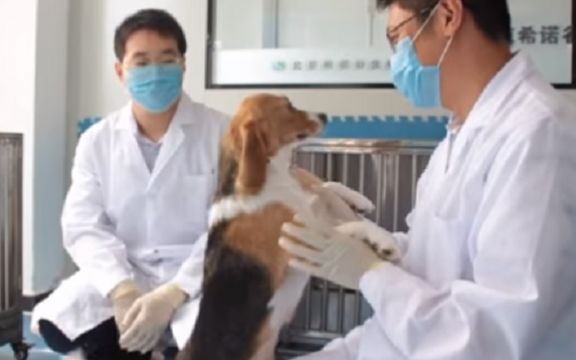 Ovo je prvi klonirani pas! VIDEO