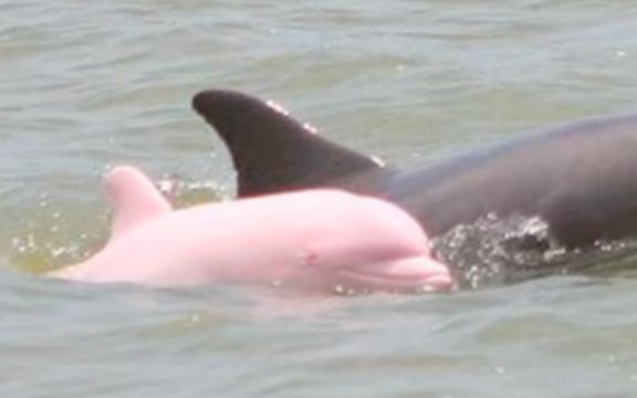 Neverovatno: Otkriveni roze delfini! VIDEO