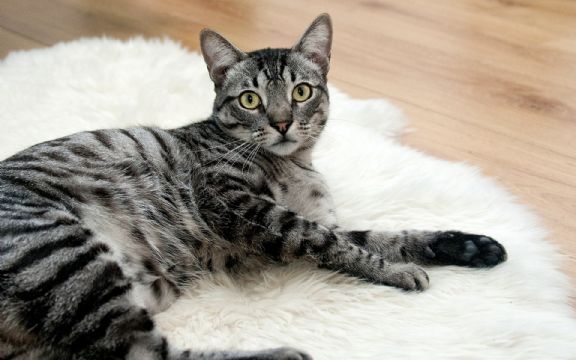 Novo istraživanje dokazalo da mačke nisu domaće životinje!
