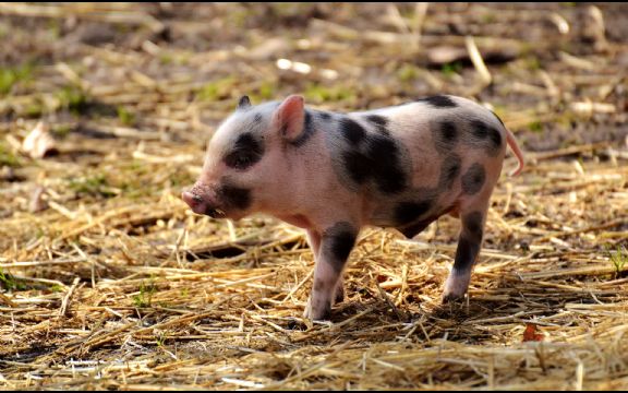 Neverovatno: U Kini rođena svinja sa jednim okom i izraslinom na čelu! VIDEO