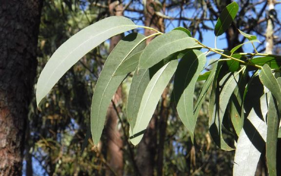 Eukaliptus pomaže kod gripa i prehlade