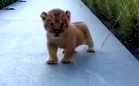 Mladunče lava koje pokušava da riče, nešto je najslađe što ćete danas videti! VIDEO