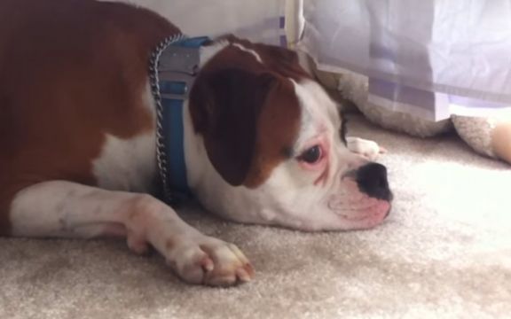 Pas koji plače zajedno sa bebom! (VIDEO)