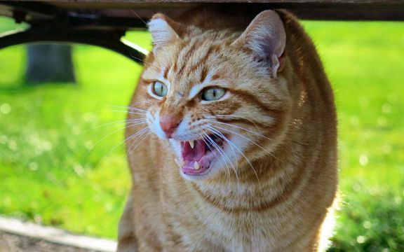 Nekoliko razloga zašto vaša mačka deluje ljuto!