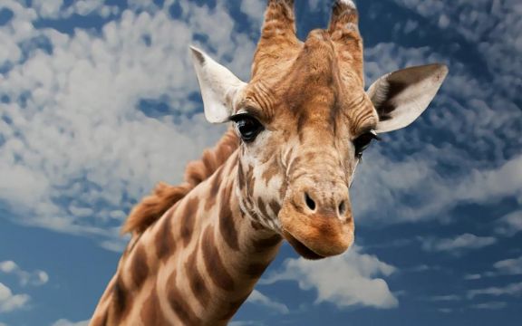 Rodila se beba žirafa visoka već dva metra!