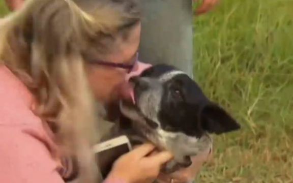Pas star 17 godina pomogao spasiocima da nađu nestalu devojčicu!