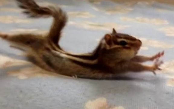 ZDRAV ŽIVOT: Ova veverica svako jutro vežba! 