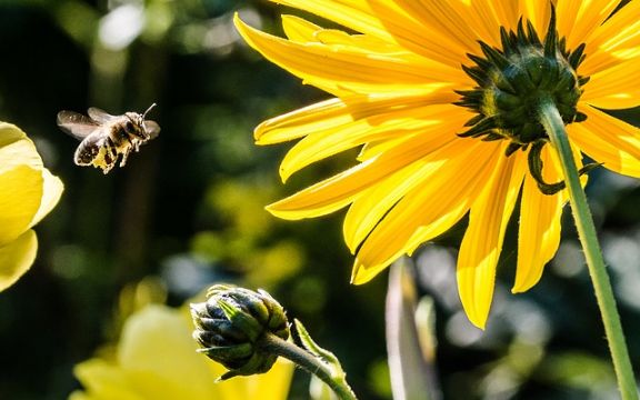 Leto 2018: Šta raditi kad vas ubodu osa i pčela?