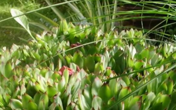 Čuvarkuća - biljka koja leči mnoge bolesti! Uklanja pege od sunca i bradavice!