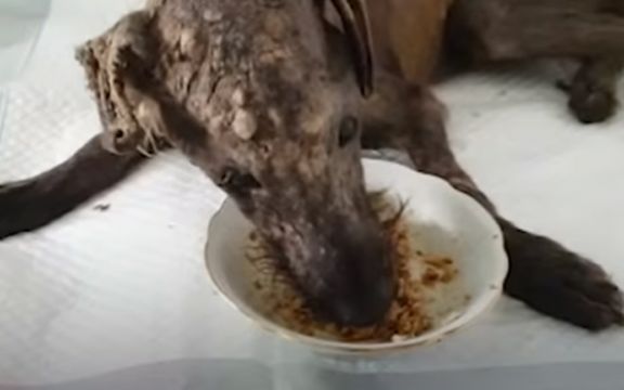 Pas koji je spašen sa ulice! Na ivici života! Sada neprepoznatljiv! (VIDEO)