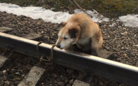 Psa vezali za šine kako bi ga pregazio voz, ali ga je mašinovođa primetio!