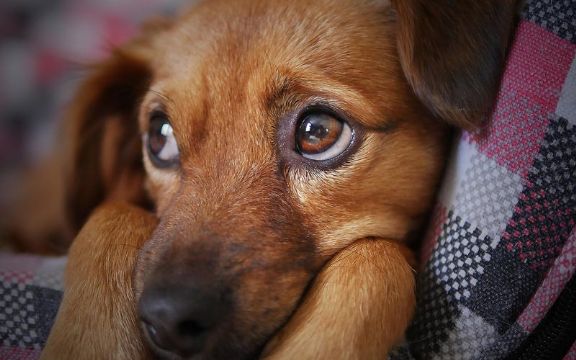 Istraživanje pokazalo da psi mogu razumeti ono što im govorimo!