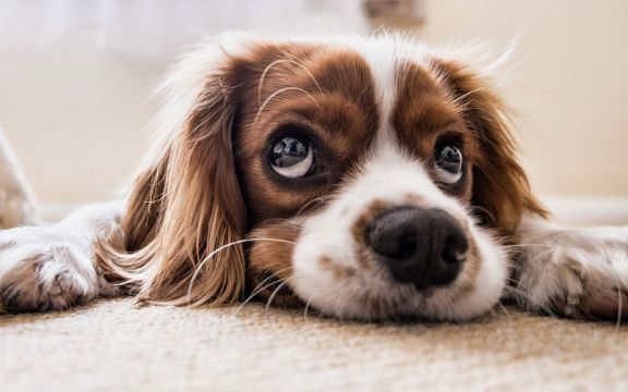 Kućni ljubimci: Zanima vas koliki je IQ vašeg psa?