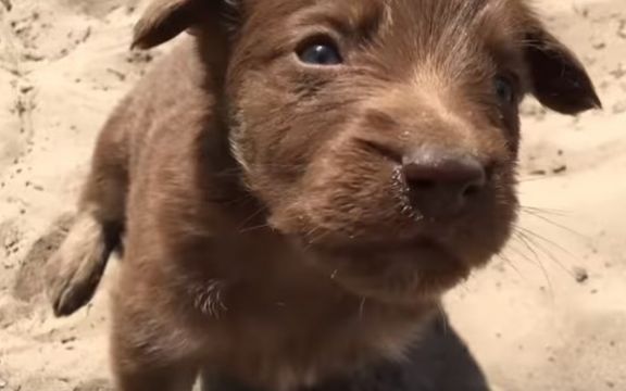 Potresna priča! Černobiljski psi žive do 4 godine! (VIDEO)