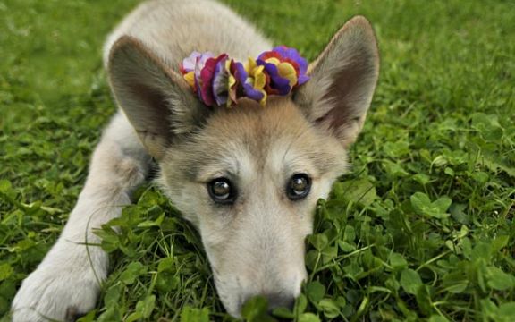 Činjenice o psima: Jedna pesma ima frekvenciju koju samo pas može da čuje!