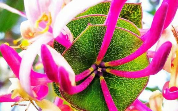 Orlovi nokti: Cvet neverovatnog mirisa! Kako se gaji i neguje!