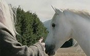 Uginuo konj čarobnjaka Gandalfa iz filma Gospodar prstenova (Video)