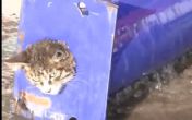 Neverovatna akcija: Pogledajte kako su vatrogasci spasili mačku zaglavljenu u cevi! VIDEO