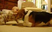 Pogledajte prvi susret bebe i psa! VIDEO