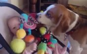 Pas je naljutio bebu i u znak izvinjenja uradio OVO! VIDEO 