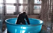 Ova razigrana gorila pokazaće vam kako da uživate u vrelim letnjim danima! VIDEO