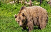 VOLE I ONI PICU: Medvedi opustošili restoran brze hrane! VIDEO