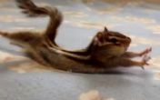 ZDRAV ŽIVOT: Ova veverica svako jutro vežba! 