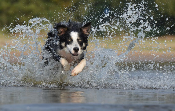 Preslatko: Ovaj pas je shvatio šta može u vodi i nasmejao sve! VIDEO
