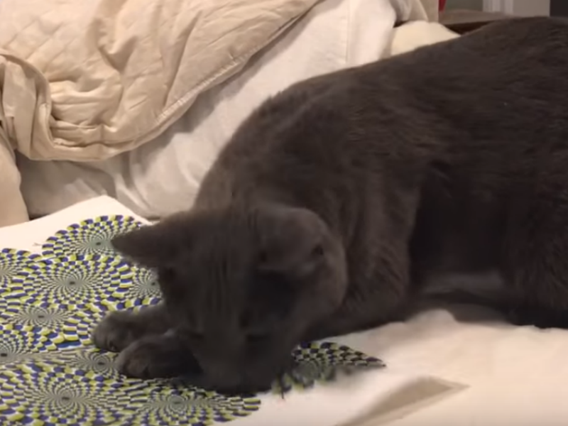 Evo kako mačka reaguje kad se susretne sa optičkom iluzijom! VIDEO