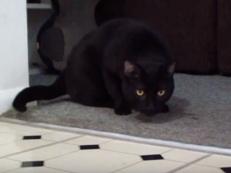 Neverovatno: Oduševiće vas ova mačka koja zna da peva VIDEO