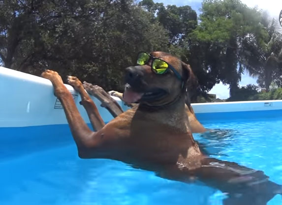 I njima je vruće: Preslatki psi uživaju u rashlađivanju! VIDEO