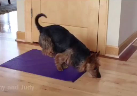 ČUDO NEVIĐENO: Pogledajte kako ovaj pas radi jogu! VIDEO