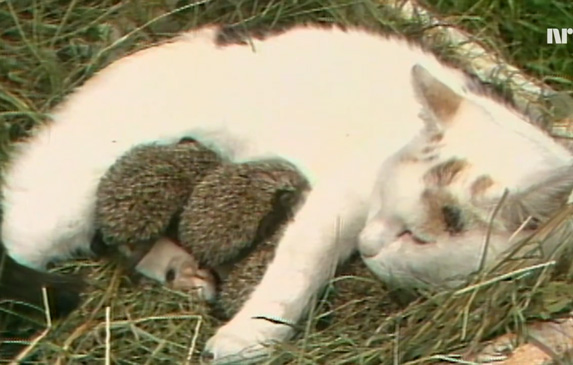 Materinski instinkt: Ova mačka je usvojila napuštene ježeve! VIDEO
