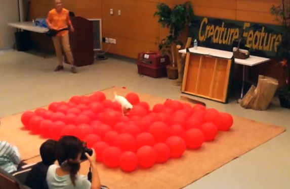 Ovaj pas je ušao u Ginisovu knjigu rekorda, evo i zašto! VIDEO