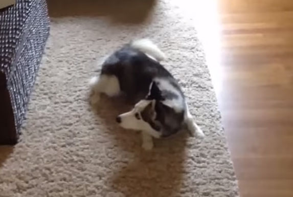 Reakcija psa na novog člana porodice će vas oduševiti! VIDEO