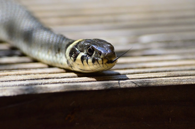Verovali ili ne: Ova zmija voli da se mazi! VIDEO
