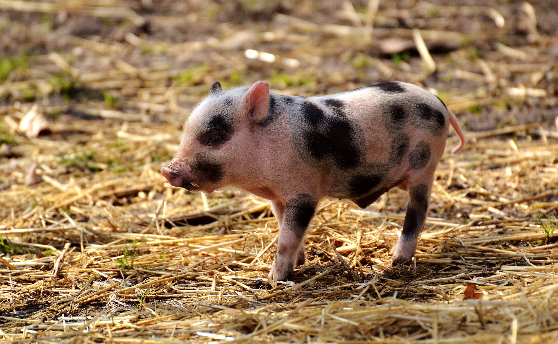 Neverovatno: U Kini rođena svinja sa jednim okom i izraslinom na čelu! VIDEO