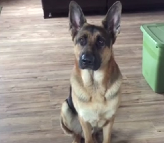 Vlasnik je zabranio psu da jede, a njegova reakcija će vas oduševiti! VIDEO