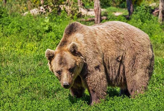 VOLE I ONI PICU: Medvedi opustošili restoran brze hrane! VIDEO