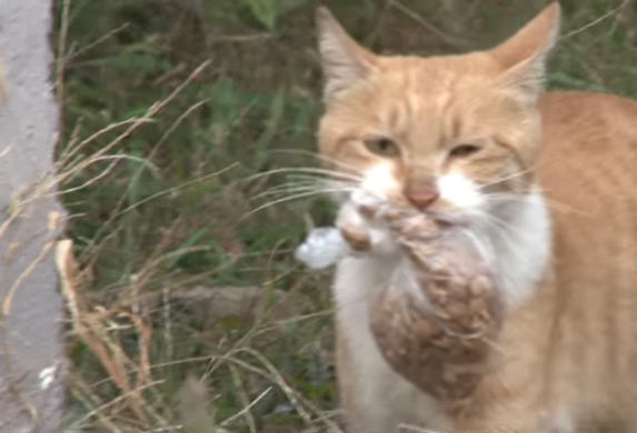Mačka koja odbija hranu, ukoliko nije upakovana! (VIDEO)