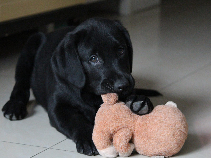 Zašto vaš pas voli samo jednu igračku? (VIDEO)